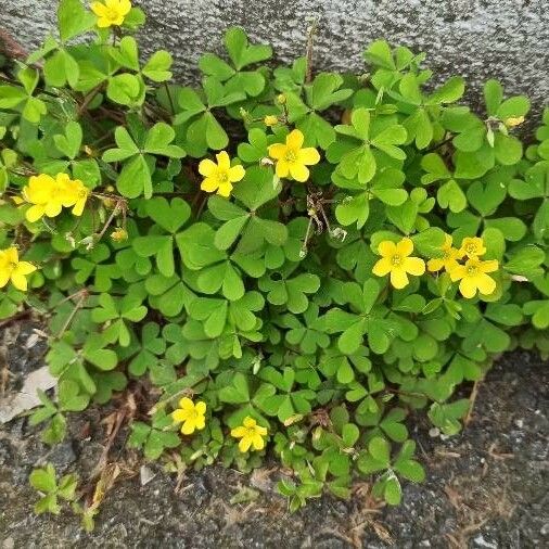 Oxalis corniculata Blomst