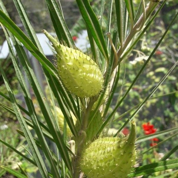 Gomphocarpus physocarpus Φρούτο