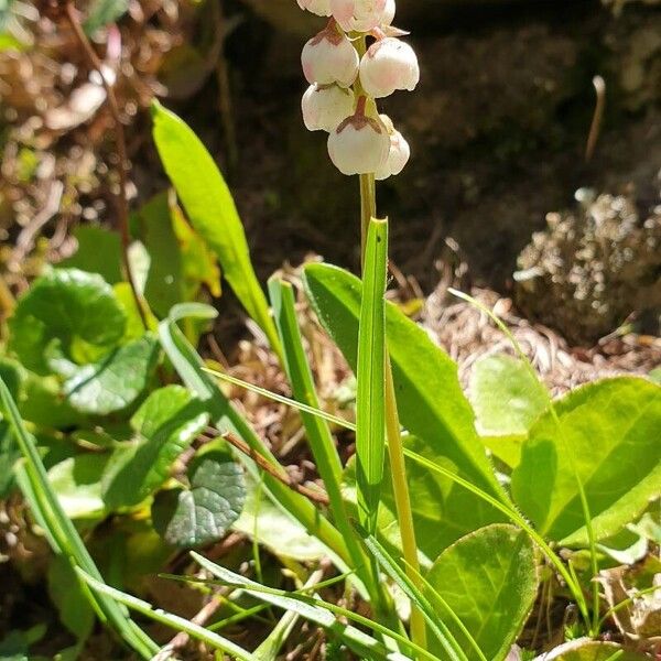 Pyrola minor Flor