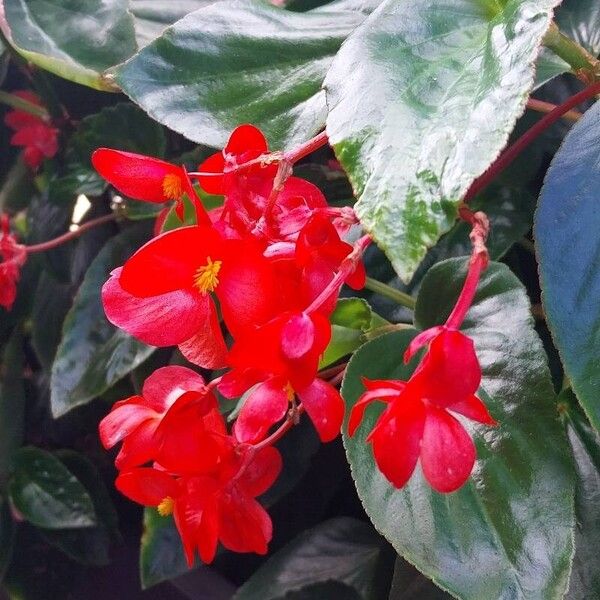 Begonia coccinea Blüte