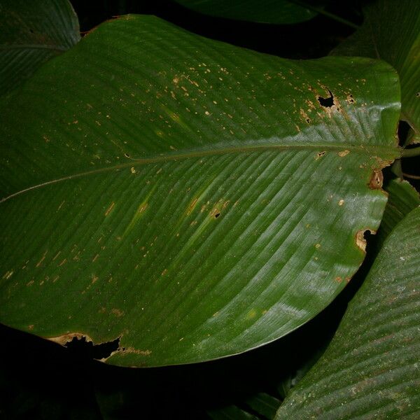 Calathea lasiostachya Leaf