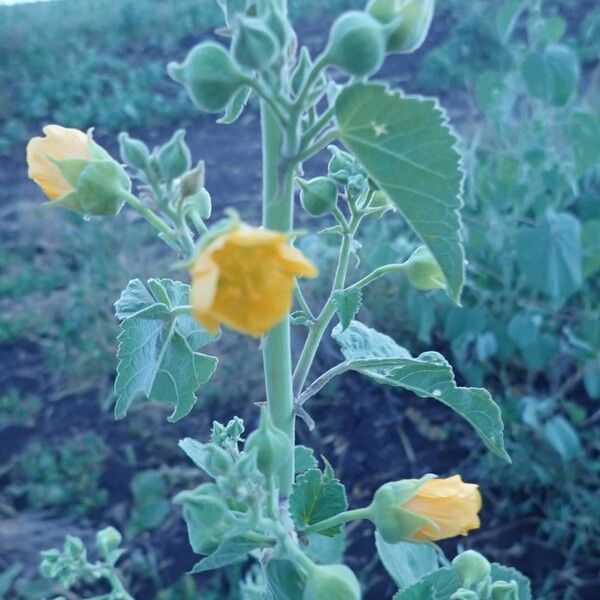 Abutilon pannosum Autre