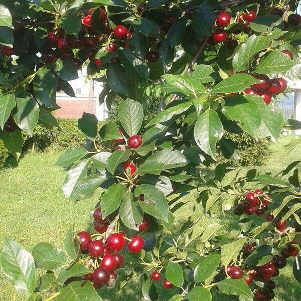 Prunus cerasus Frukt