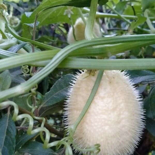 Sicyos edulis Fruit