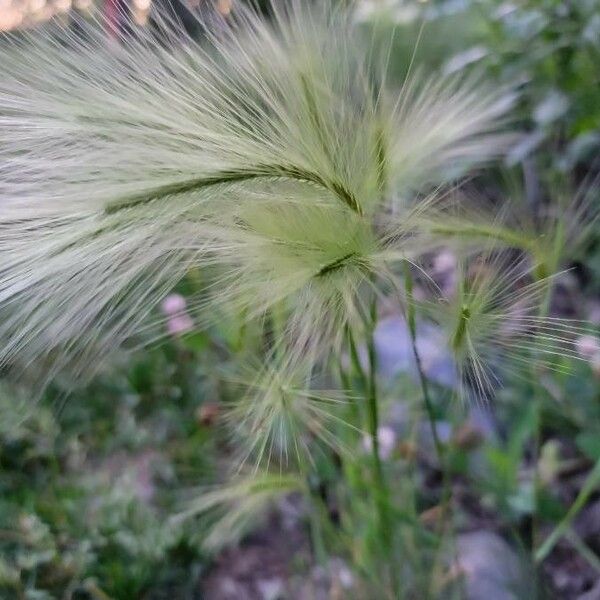 Hordeum jubatum Õis