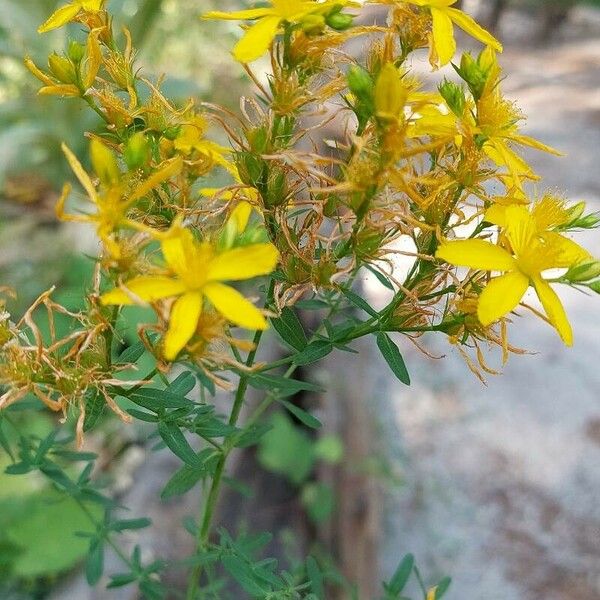 Hypericum perfoliatum Fleur