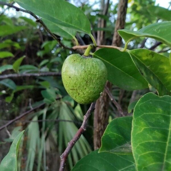 Annona glabra Owoc