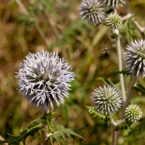 Echinops sphaerocephalus Облик