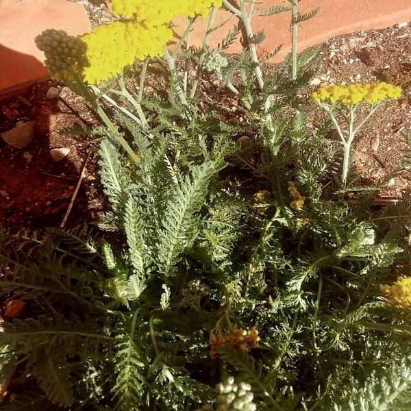 Achillea filipendulina Folio