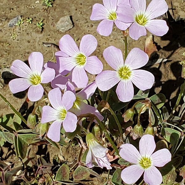 Oxalis violacea Lorea