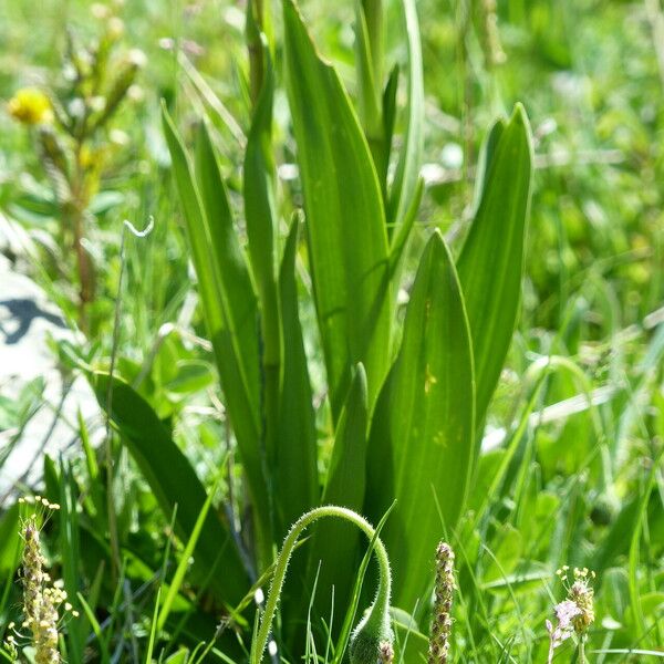 Gymnadenia densiflora Blad