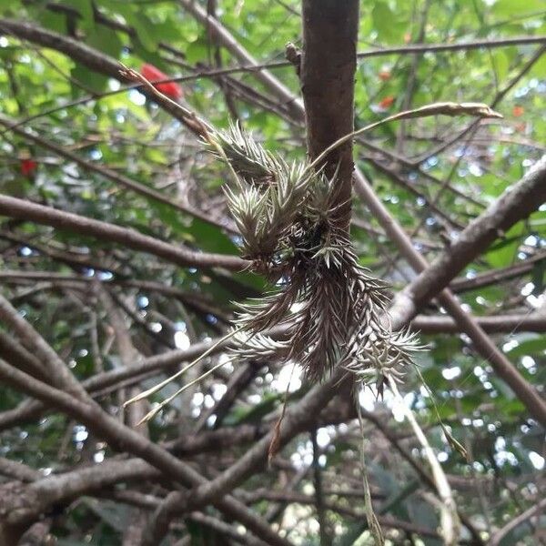 Tillandsia tricholepis ഇല