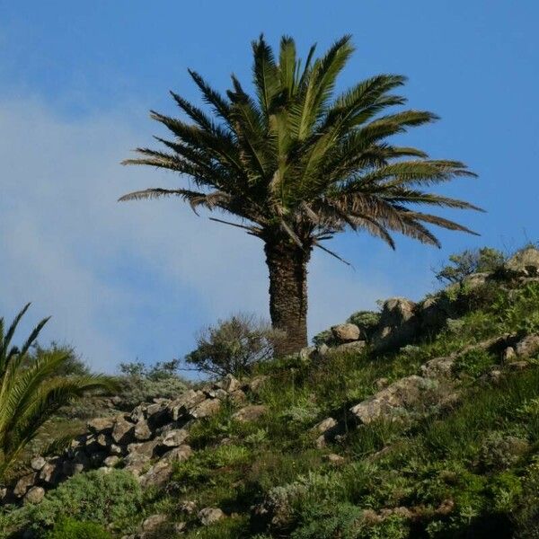 Phoenix canariensis Lapas