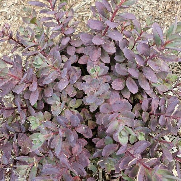 Hylotelephium sieboldii Leaf