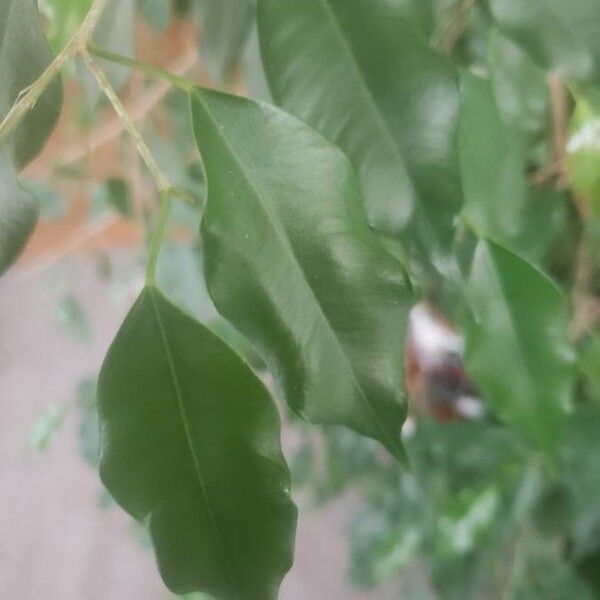 Ficus benjamina Leaf