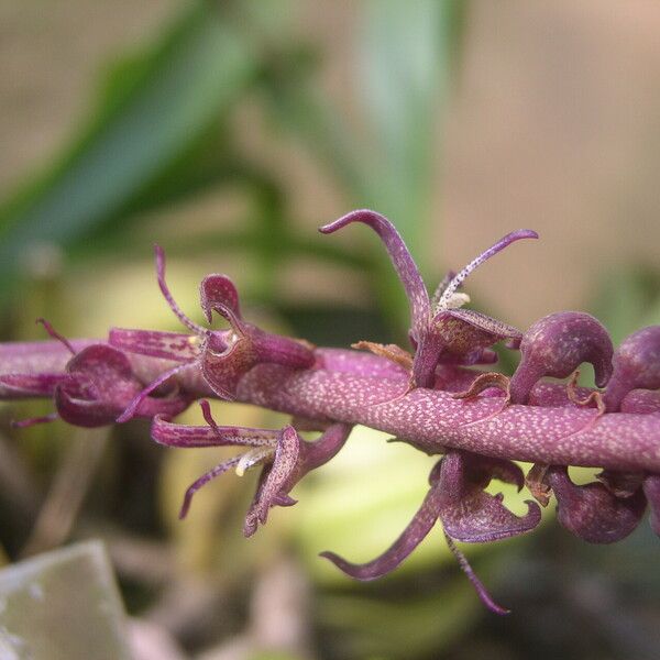 Bulbophyllum sandersonii Květ