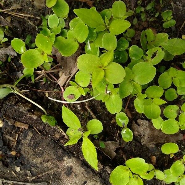 Impatiens aurella Leaf