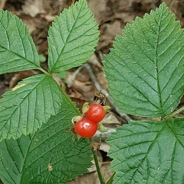 Rubus saxatilis Hedelmä