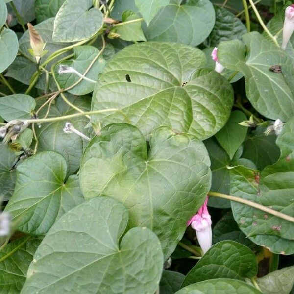 Ipomoea indica পাতা