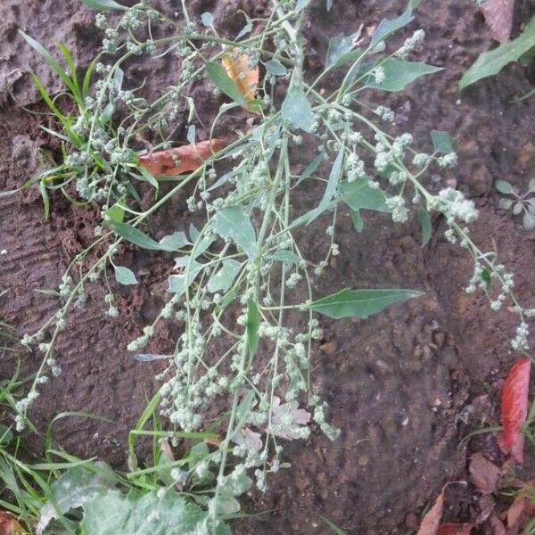 Chenopodium berlandieri Floare