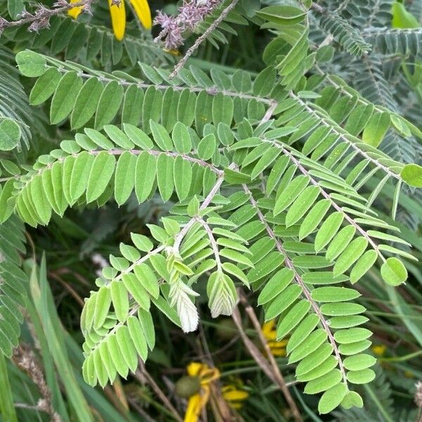 Amorpha canescens 葉