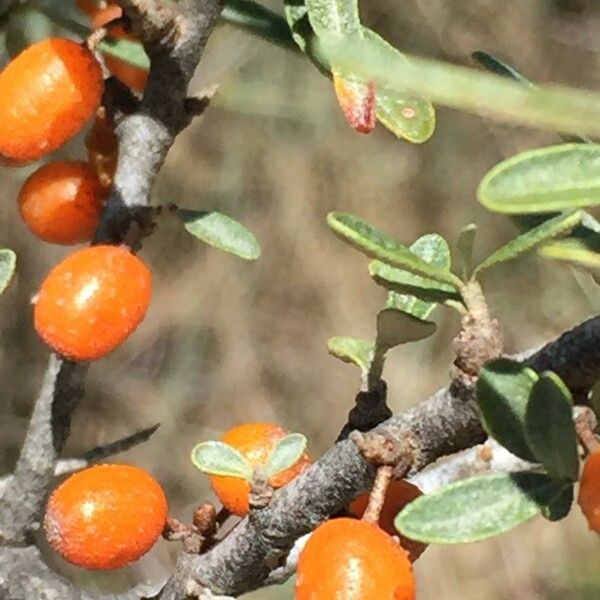 Hippophae rhamnoides Arall