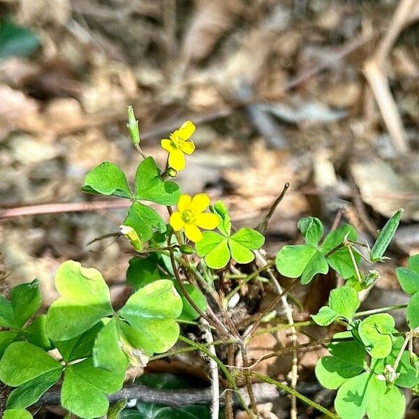 Oxalis fontana Λουλούδι