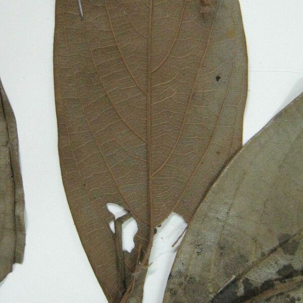 Ocotea nigra Other