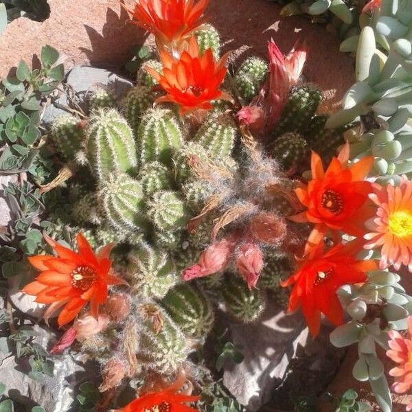 Echinopsis chamaecereus Blomst