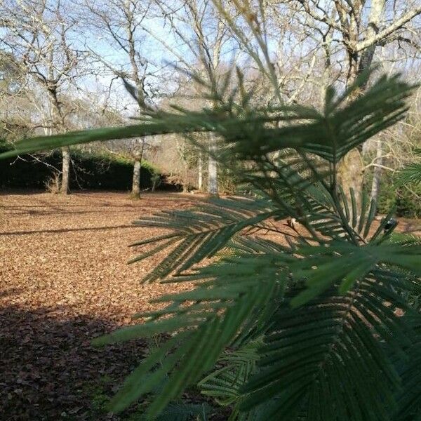 Acacia mearnsii Листок