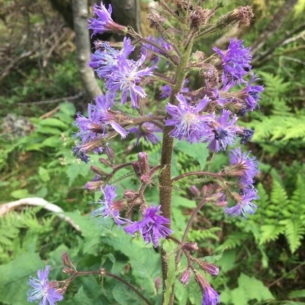 Lactuca alpina ফুল