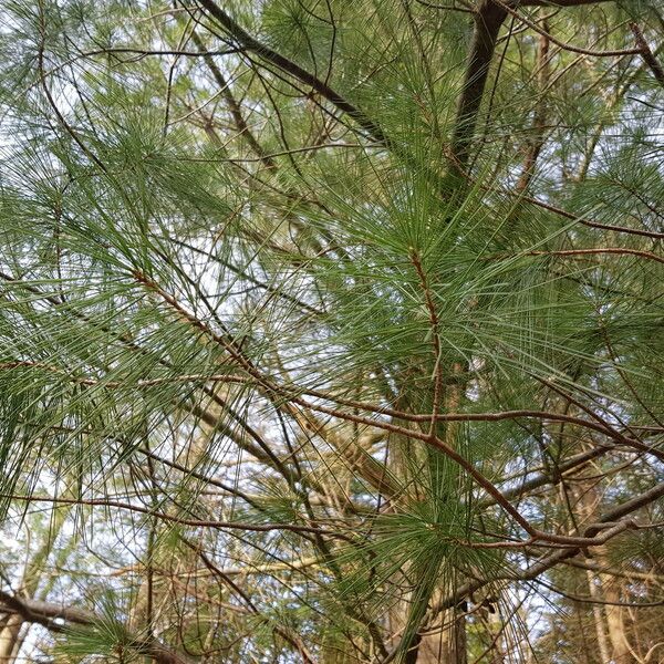 Pinus strobus ഇല