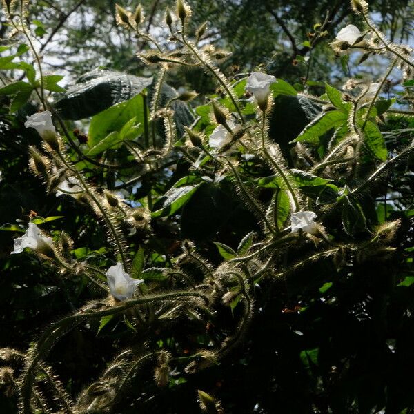 Merremia aegyptia Flower