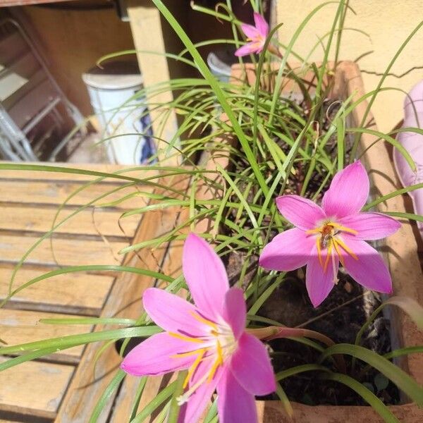 Zephyranthes rosea Цветок