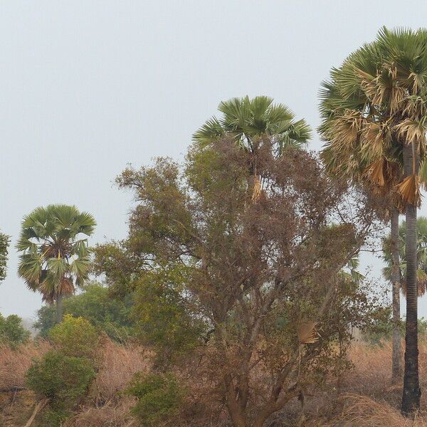 Borassus aethiopum Habitat