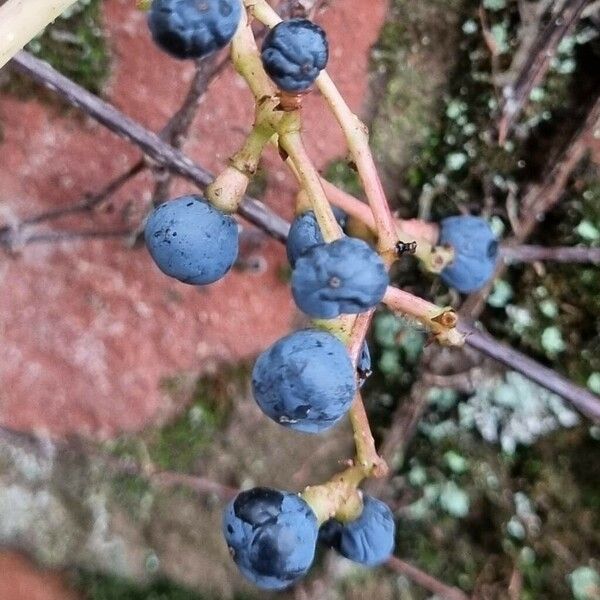 Parthenocissus tricuspidata Fruit