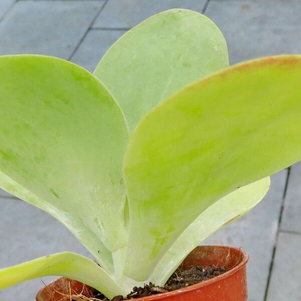 Kalanchoe tetraphylla Fulla