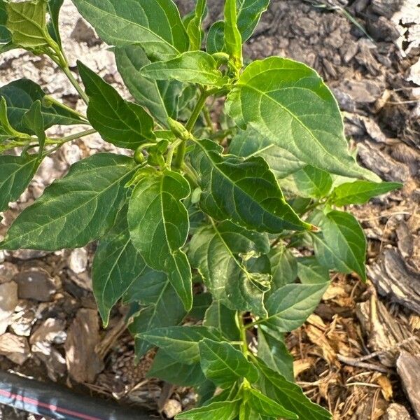 Capsicum frutescens Blatt