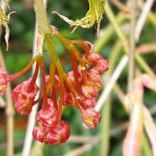 Acer japonicum Квітка