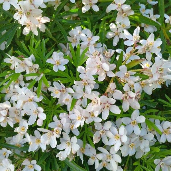 Choisya dumosa Blomst