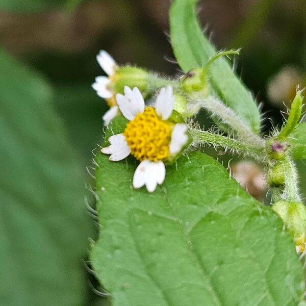 Galinsoga quadriradiata फूल