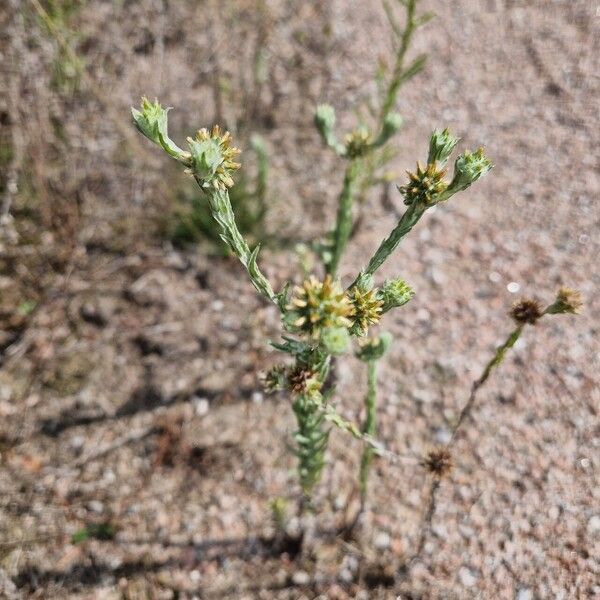 Filago germanica Blad