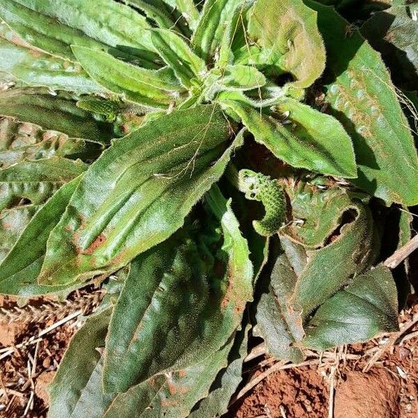 Plantago australis অভ্যাস