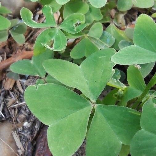 Oxalis latifolia Leaf