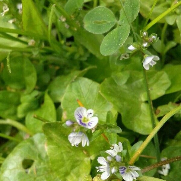 Veronica serpyllifolia Flower