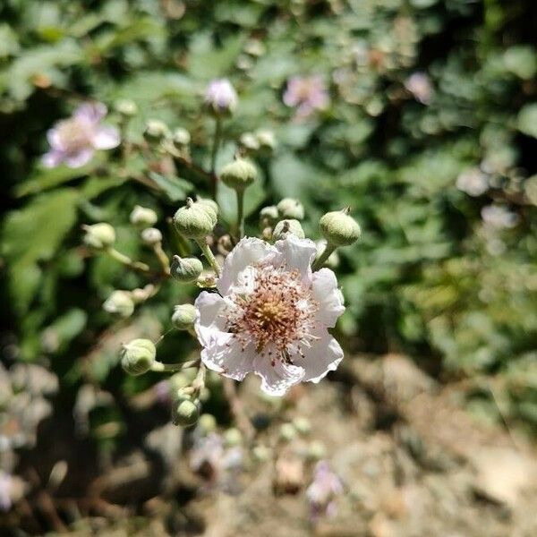 Rubus ulmifolius Fiore