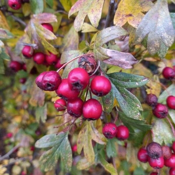 Crataegus monogyna Фрукт