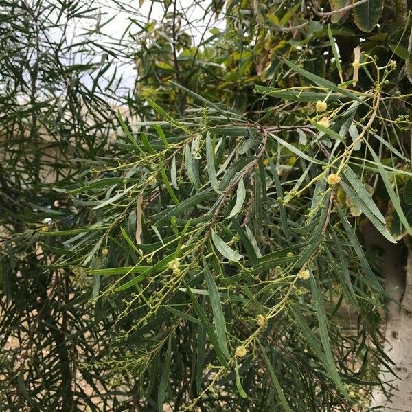 Acacia salicina Hábito