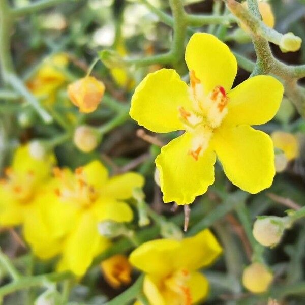 Verbascum spinosum Flor