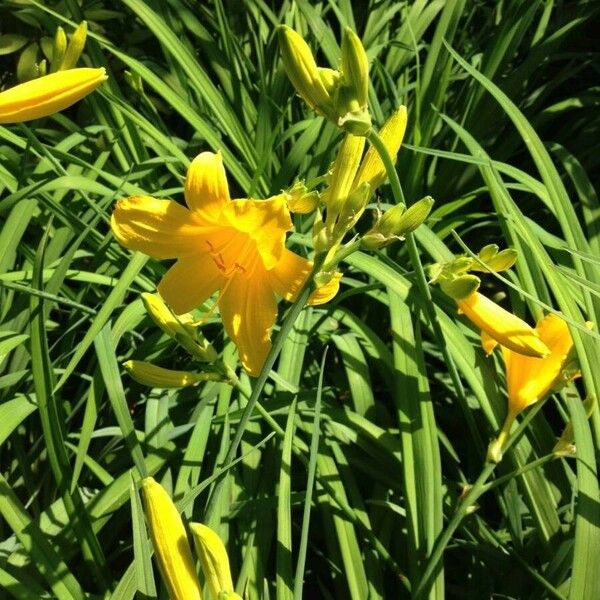 Hemerocallis lilioasphodelus Хабит